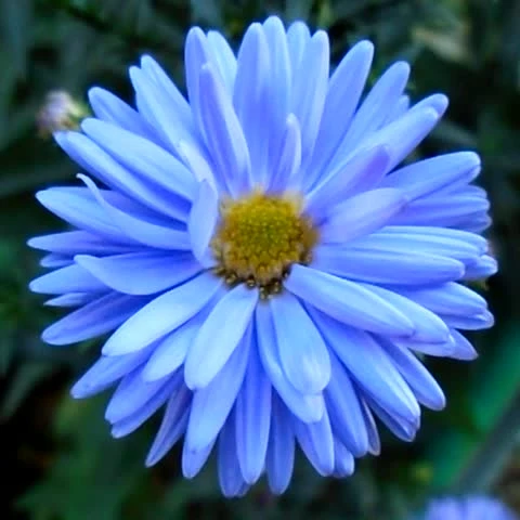 Blue Aster Flower Seeds , Stunning Sky-Blue Blooms, Easy to Grow, Non-GMO