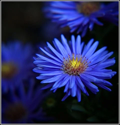 Blue Aster Flower Seeds , Stunning Sky-Blue Blooms, Easy to Grow, Non-GMO