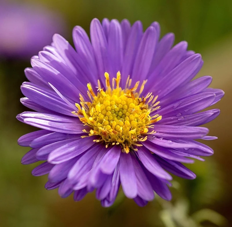 Purple Aster Flower Seeds, Vibrant Violet Blooms, Easy to Grow, Non-GMO