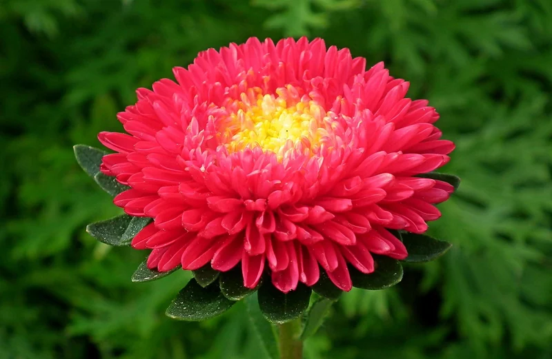 Red Aster Flower Seeds ,Bold Crimson Blooms, Easy to Grow, Non-GMO
