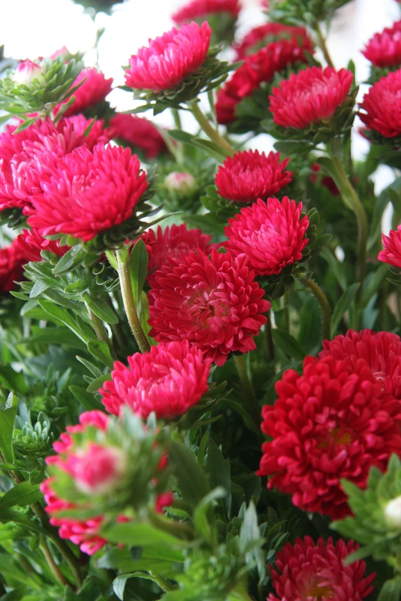 Red Aster Flower Seeds ,Bold Crimson Blooms, Easy to Grow, Non-GMO