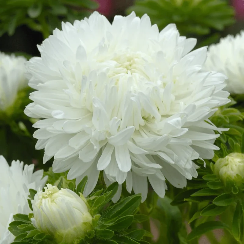White Aster Flower Seeds, Elegant Pure Blooms, Easy to Grow, Non-GMO