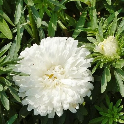 White Aster Flower Seeds, Elegant Pure Blooms, Easy to Grow, Non-GMO