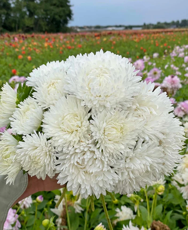 White Aster Flower Seeds, Elegant Pure Blooms, Easy to Grow, Non-GMO