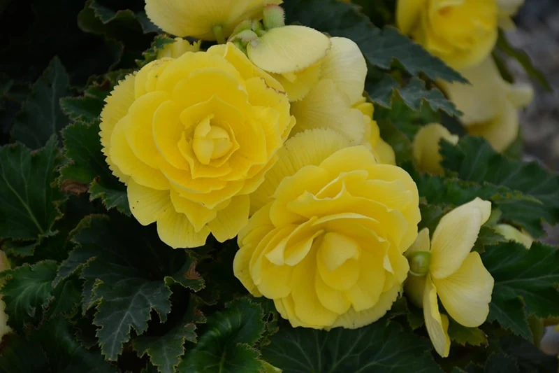 Greenish-Yellow Begonia Flower Seeds , Unique Vibrant Blooms, Non-GMO