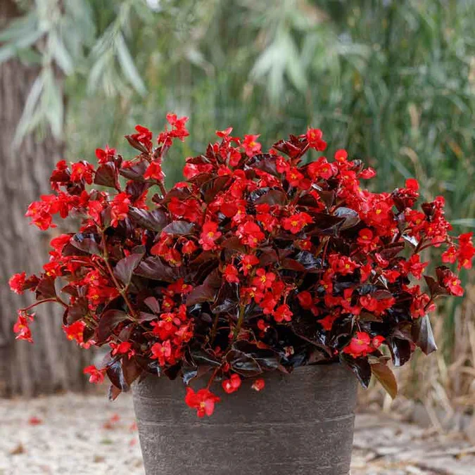 Chocolate Brown Begonia Flower Seeds ,Rare & Unique Blooms, Non-GMO