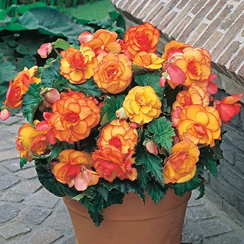Yellow & Red Begonia Flower Seeds , Striking Bi-Color Blooms, Non-GMO