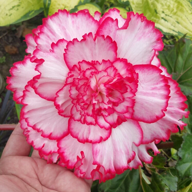 Pink & White Begonia Flower Seeds , Delicate Bi-Color Blooms, Non-GMO