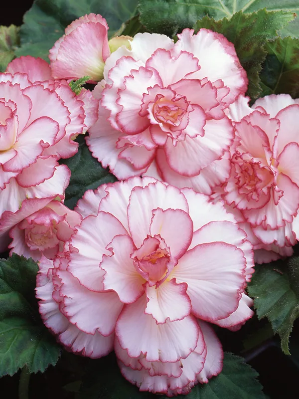 Pink & White Begonia Flower Seeds , Delicate Bi-Color Blooms, Non-GMO
