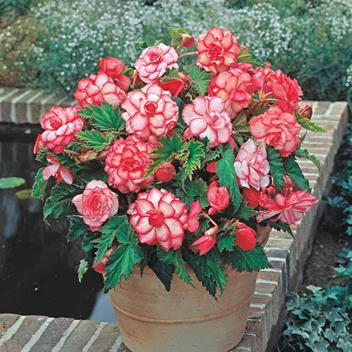 Red & White Begonia Flower Seeds – Bi-Color Blooms for Garden Planting