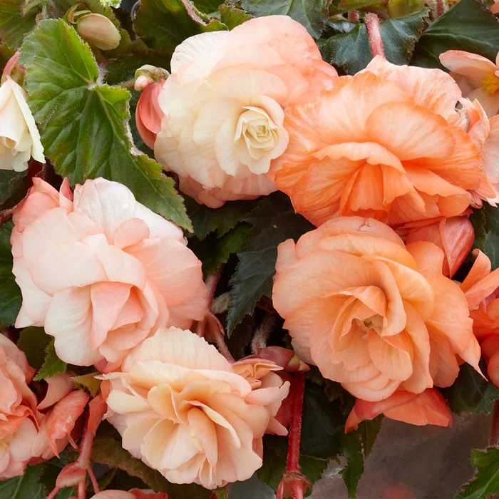 Apricot Begonia Flower Seeds ,Warm Peachy Blooms, Easy to Grow, Non-GMO
