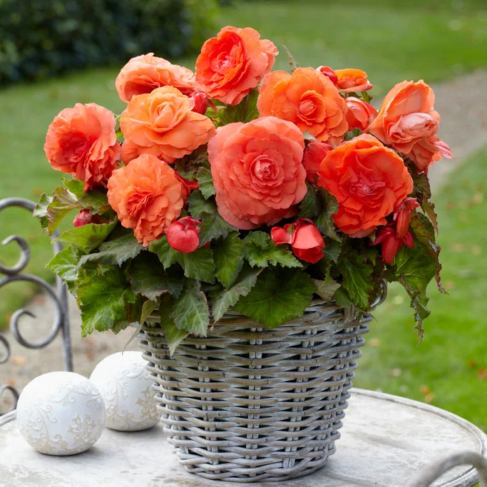 Salmon Begonia Flower Seeds ,Soft Peachy Blooms, Easy to Grow, Non-GMO