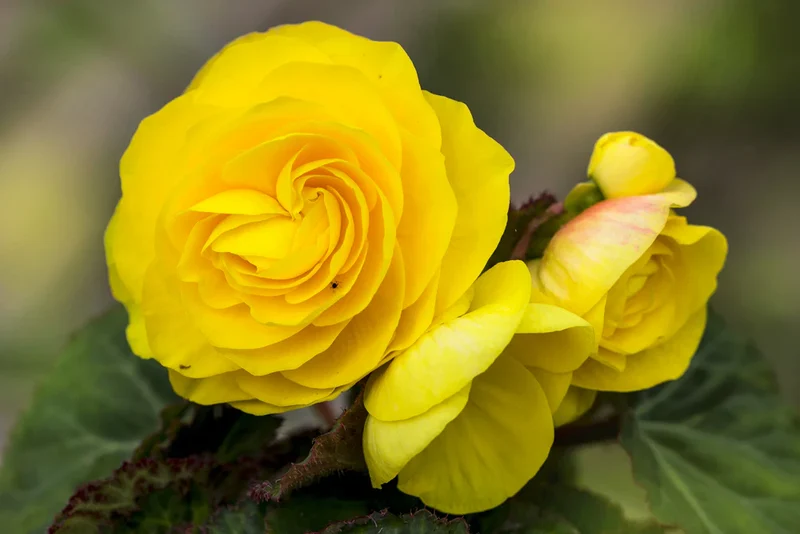 Yellow Begonia Seeds – Radiant Blooms, Easy to Grow, Non-GMO