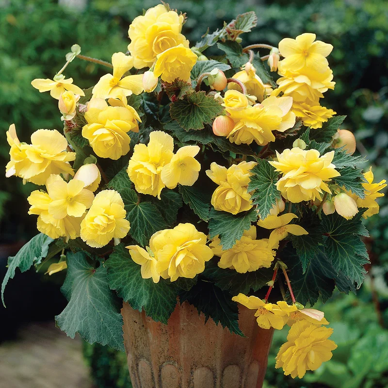 Yellow Begonia Seeds – Radiant Blooms, Easy to Grow, Non-GMO