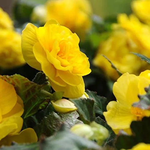 Yellow Begonia Seeds – Radiant Blooms, Easy to Grow, Non-GMO