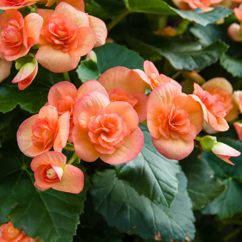 Orange Begonia Seeds – Bright & Exotic Blooms, Non-GMO, Easy to Grow