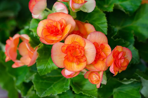 Orange Begonia Seeds – Bright & Exotic Blooms, Non-GMO, Easy to Grow
