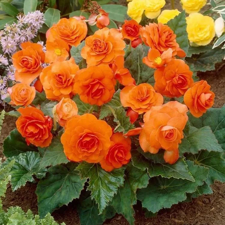 Orange Begonia Seeds – Bright & Exotic Blooms, Non-GMO, Easy to Grow