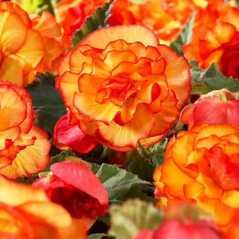 Orange Begonia Seeds – Bright & Exotic Blooms, Non-GMO, Easy to Grow
