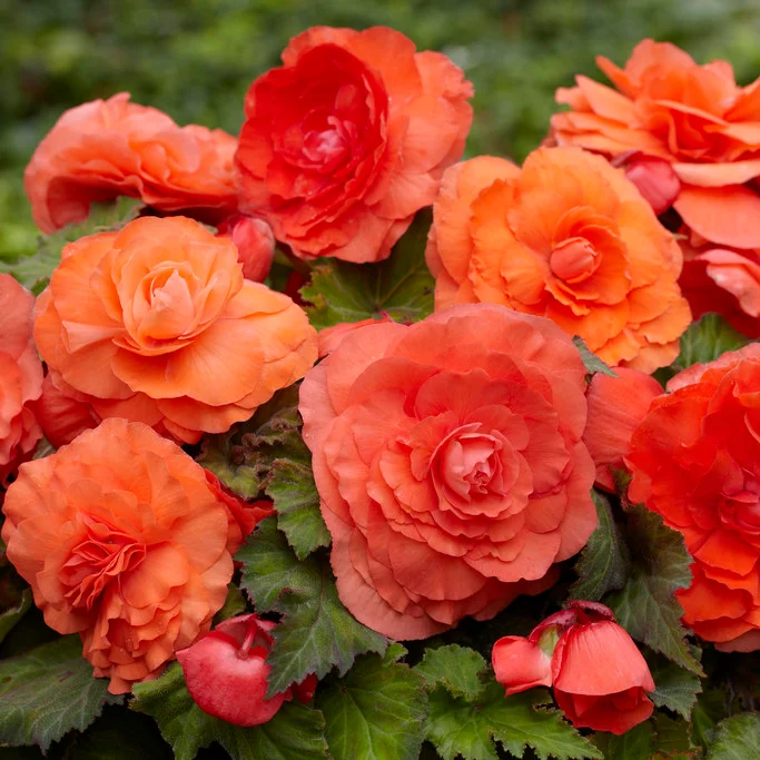 Orange Begonia Seeds – Bright & Exotic Blooms, Non-GMO, Easy to Grow