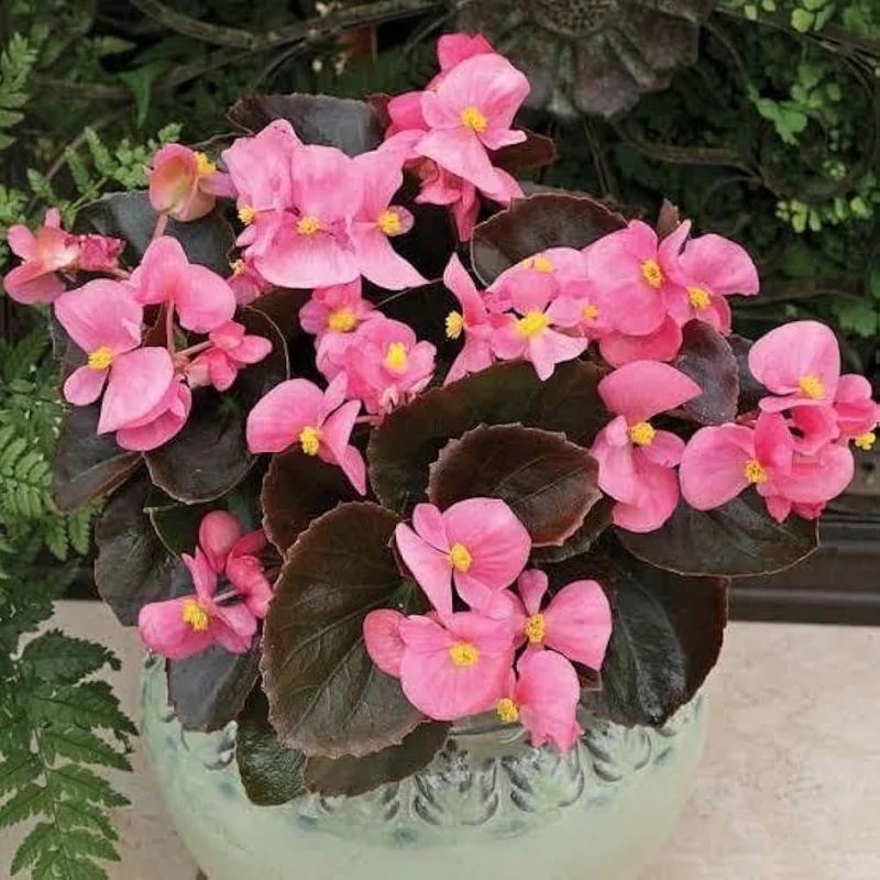 Pink Begonia Flower Seeds, Soft Pastel Blooms, Easy to Grow, Non-GMO