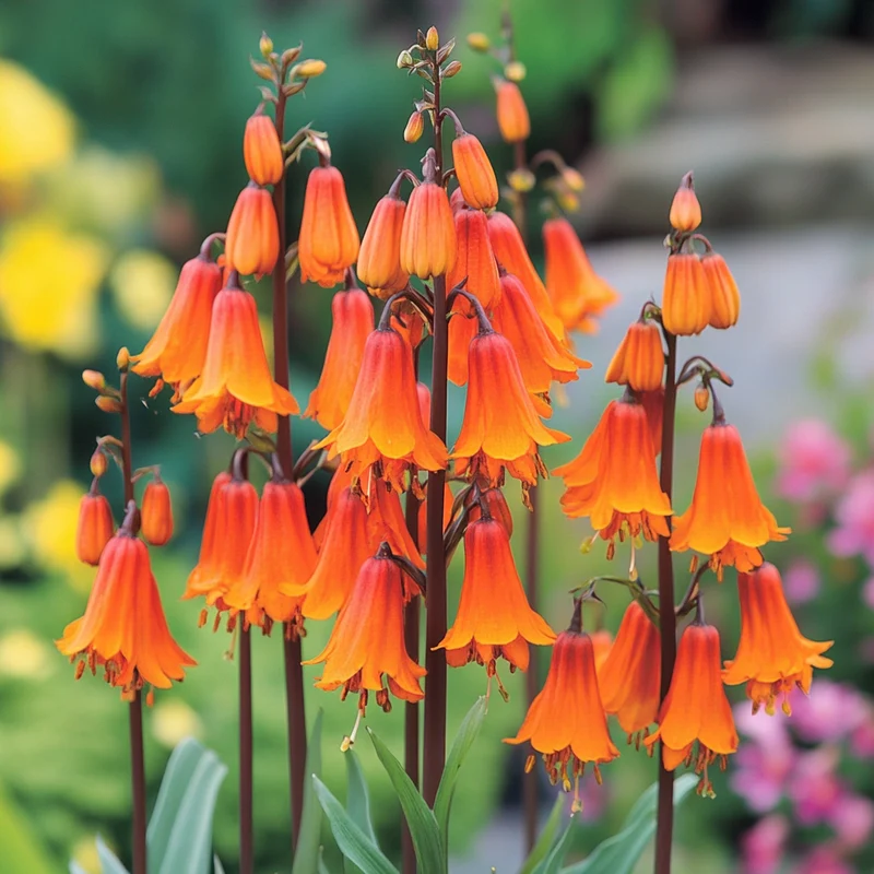 Orange Red Flowering Shrub Seeds – Striking Woodland Garden Blooms