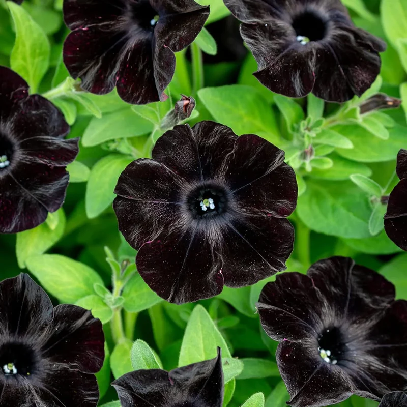 Petunia Seeds (Chocolate Brown Petunia Seeds) - Rare Color and Easy to Grow