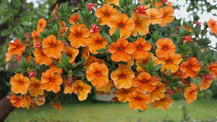 Copper Orange Petunia Flower Seeds , Unique Blooms, Easy to Grow, Non-GMO