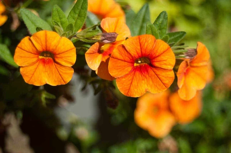 Orange Petunia Flower Seeds , Vibrant Blooms, Easy to Grow, Non-GMO