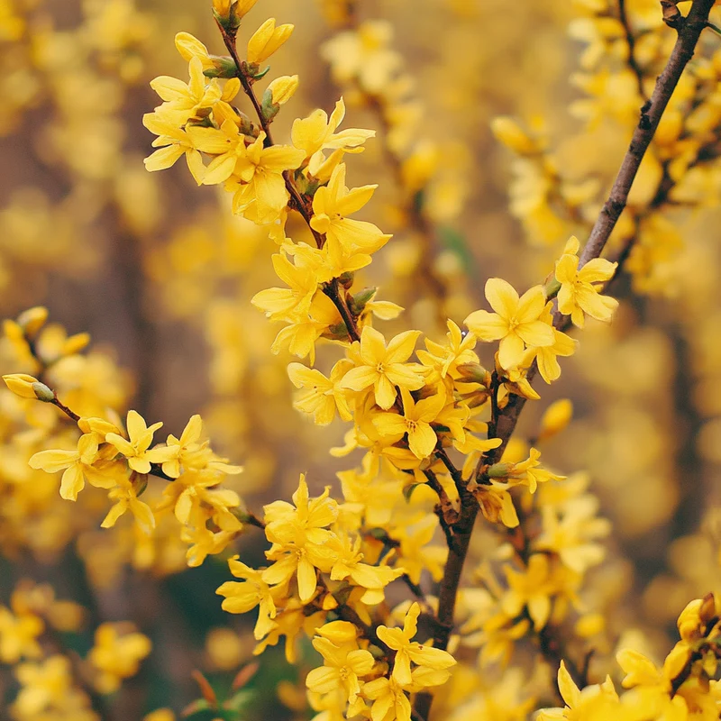 Forsythia Seeds – Hardy Early-Spring Shrub with Abundant Golden Flowers