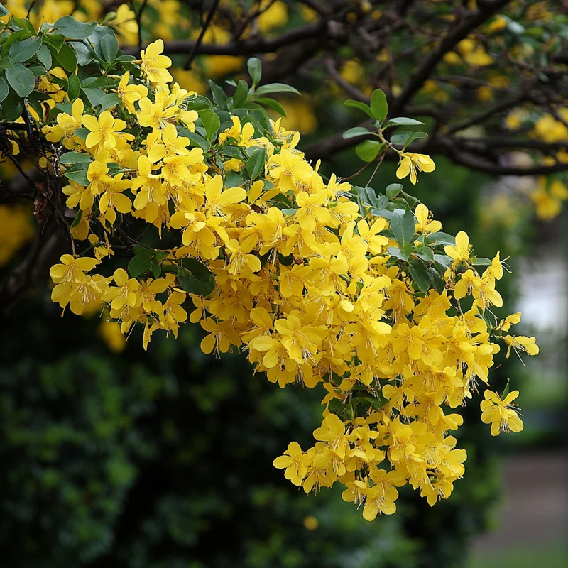 Yellow Flowering Shrub Seeds – Large Vigorous Shrub with Profuse Yellow Blooms