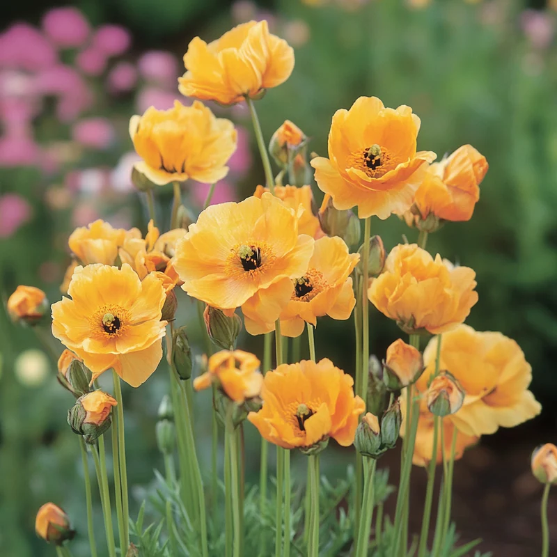 Hardy Early Bloomer with Golden Flowers & Upright Growth