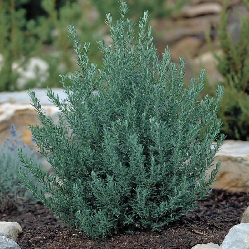 Hardy Blue Green Evergreen Shrub Seeds – Drought-Tolerant Shrub with Blue-Green Foliage