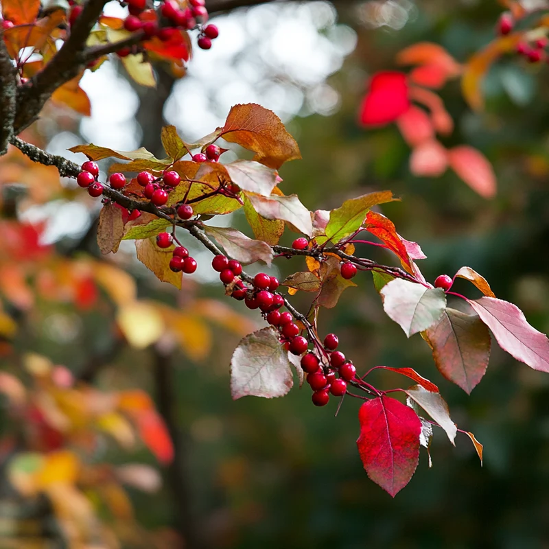 Hardy Native Fragrant Tree Seeds – Aromatic Wood & Berry-Producing Tree
