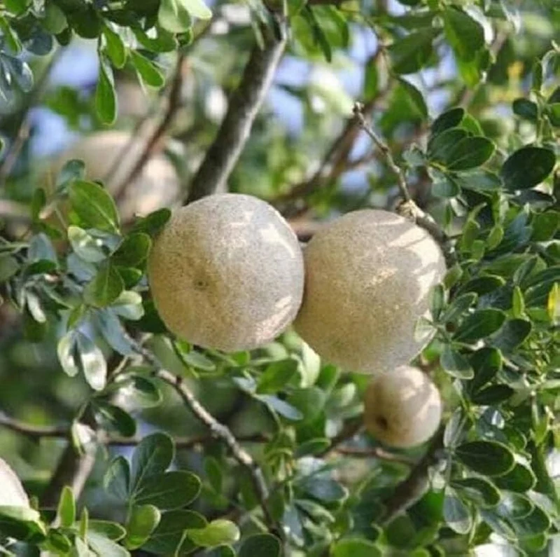 Hardy Native Fragrant Tree Seeds – Aromatic Wood & Berry-Producing Tree