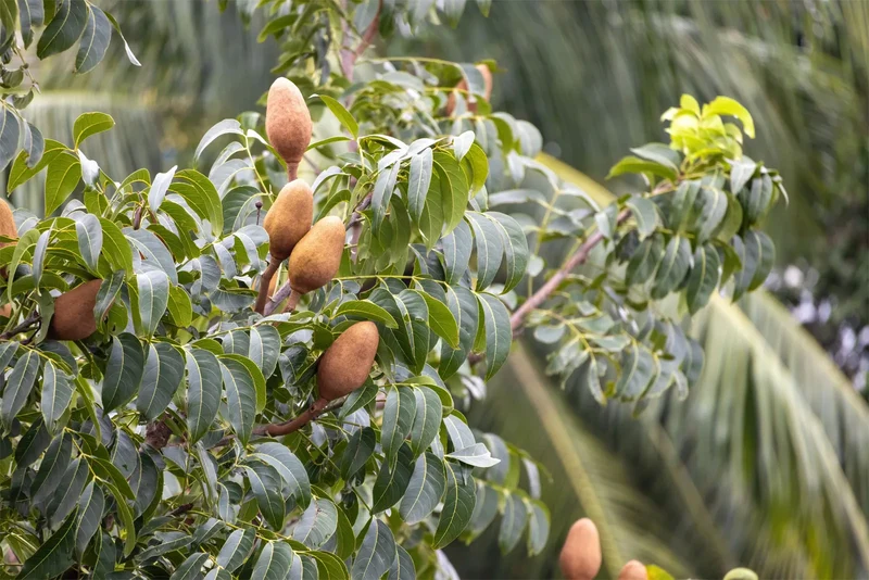 Hardy Native Fragrant Tree Seeds – Aromatic Wood & Berry-Producing Tree