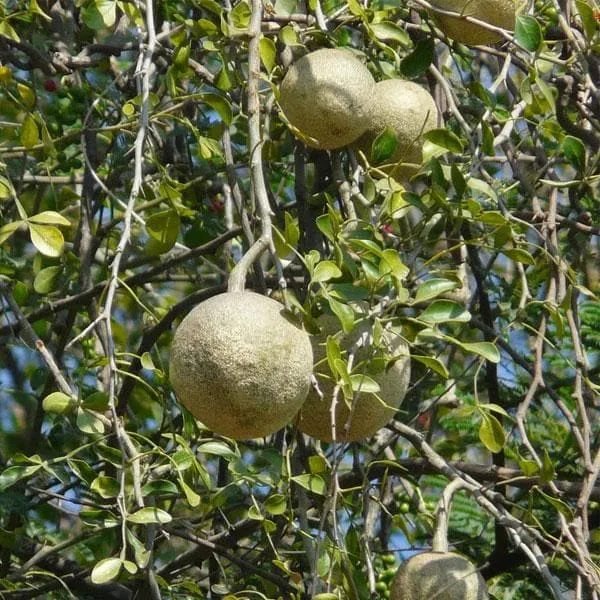 Hardy Native Fragrant Tree Seeds – Aromatic Wood & Berry-Producing Tree