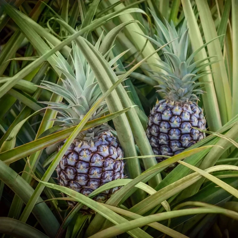 Hilo Pineapple Seeds for Planting – Grow Sweet & Juicy Tropical Pineapples