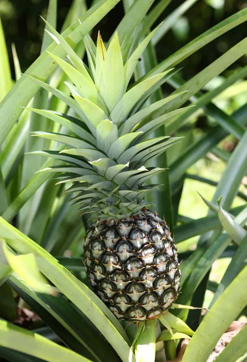 Hilo Pineapple Seeds for Planting – Grow Sweet & Juicy Tropical Pineapples