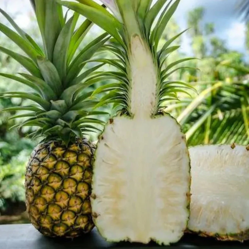 Hilo Pineapple Seeds for Planting – Grow Sweet & Juicy Tropical Pineapples