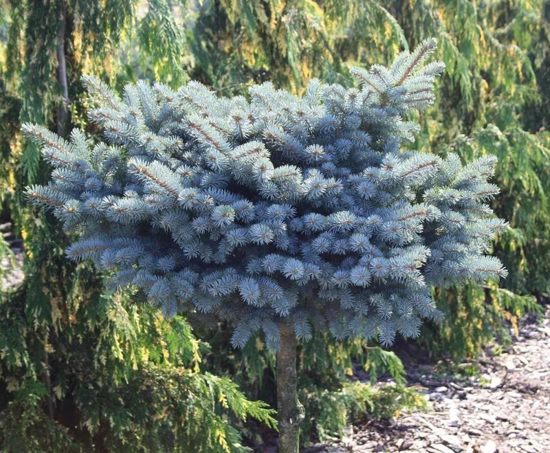 Dwarf Blue Foliage Shrub Seeds – Compact Ornamental Evergreen for Landscapes