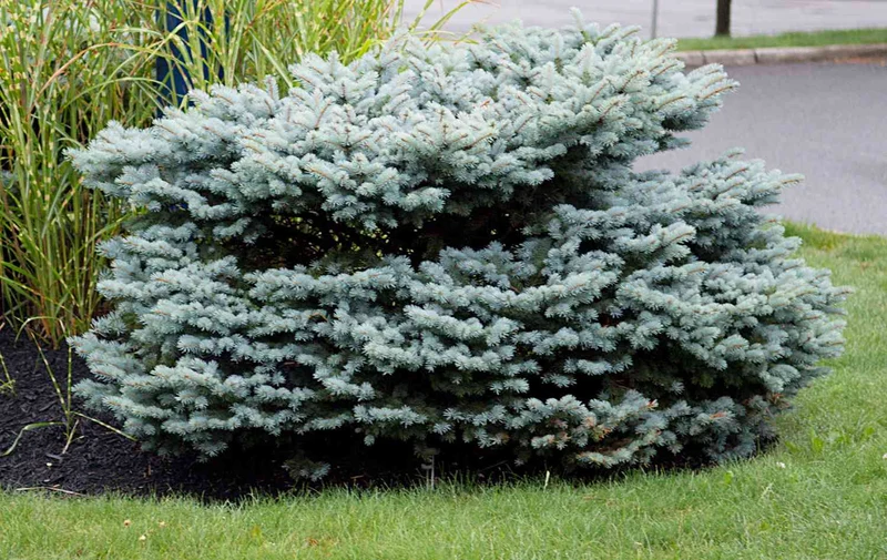 Dwarf Blue Foliage Shrub Seeds – Compact Ornamental Evergreen for Landscapes
