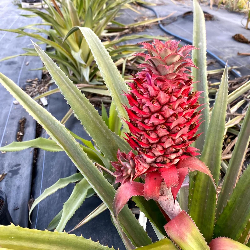 Florida Special Pineapple Seeds for Planting – Grow Sweet & Tropical Low-Acid Pineapples