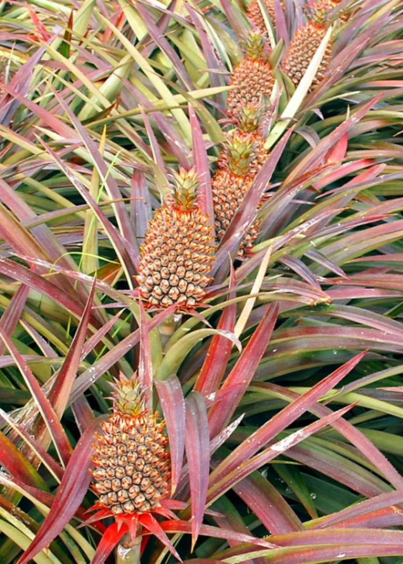 Florida Special Pineapple Seeds for Planting – Grow Sweet & Tropical Low-Acid Pineapples