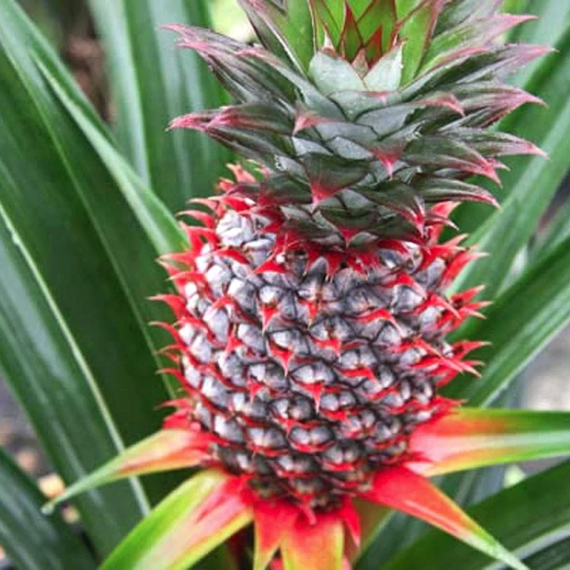 Florida Special Pineapple Seeds for Planting – Grow Sweet & Tropical Low-Acid Pineapples