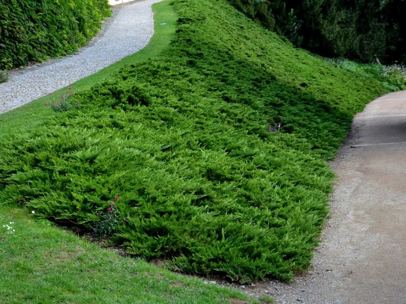 Spreading Evergreen Seeds – Ground Cover for Erosion Control & Landscaping