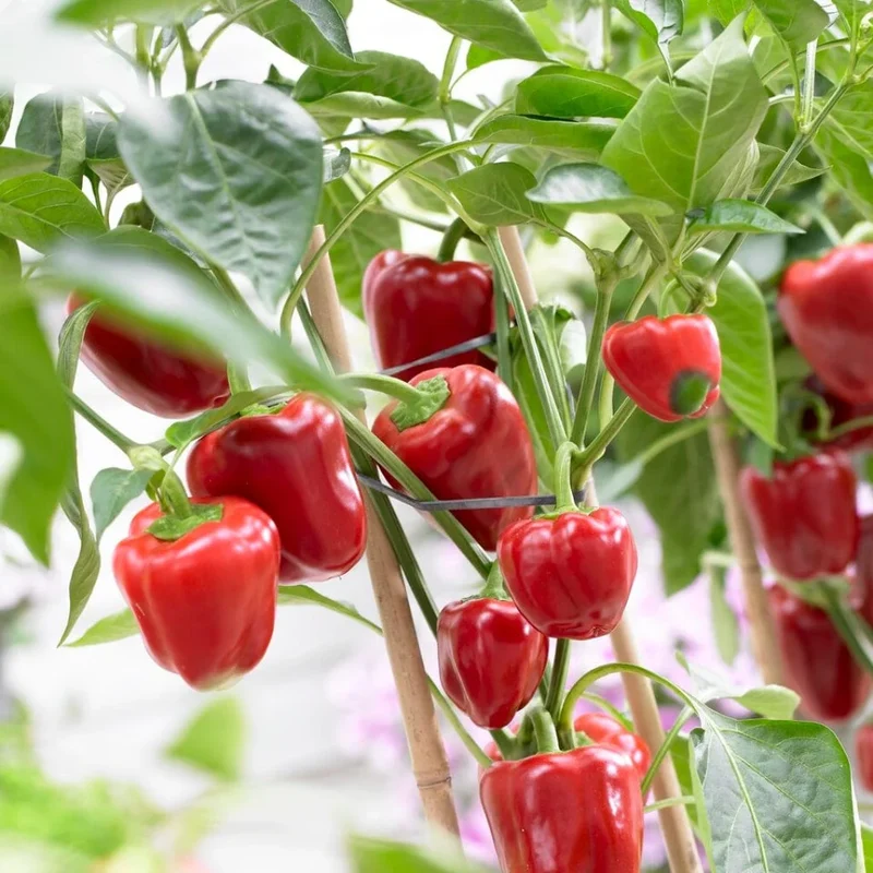 Ace Red Bell Pepper Seeds – High-Yield, Sweet & Early Maturing
