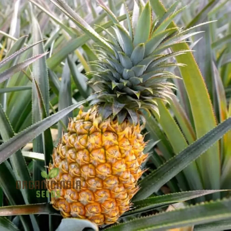 MD-2 Golden Pineapple Seeds for Planting – Grow Sweet & Juicy Tropical Pineapples