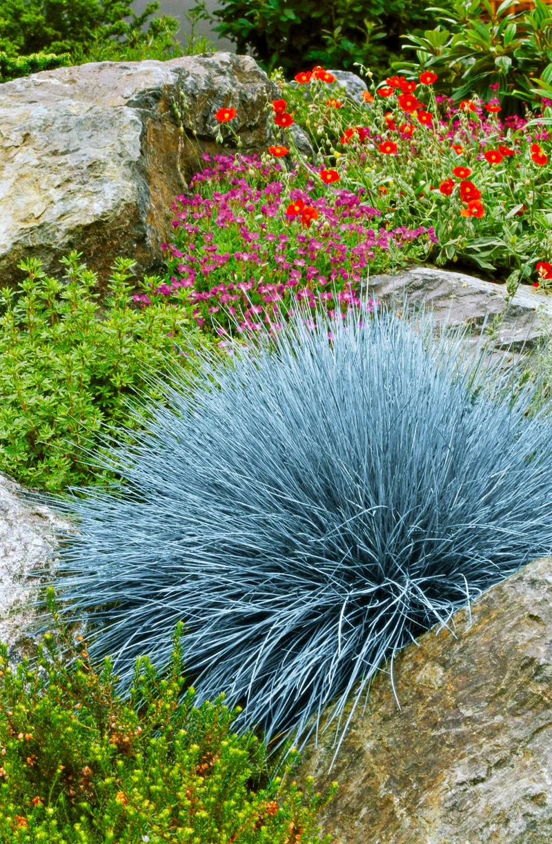 Silvery-Blue Groundcover Seeds – Low-Growing Ornamental Foliage Plant