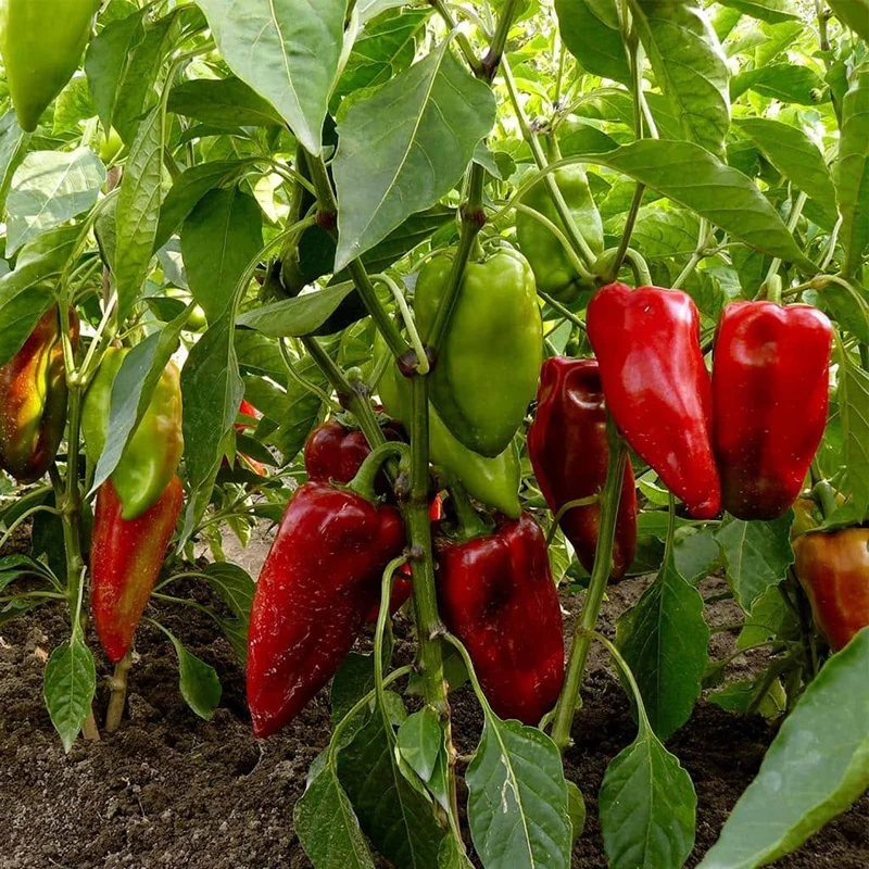Carmen Bell Pepper Seeds – Sweet & Flavorful Italian Variety